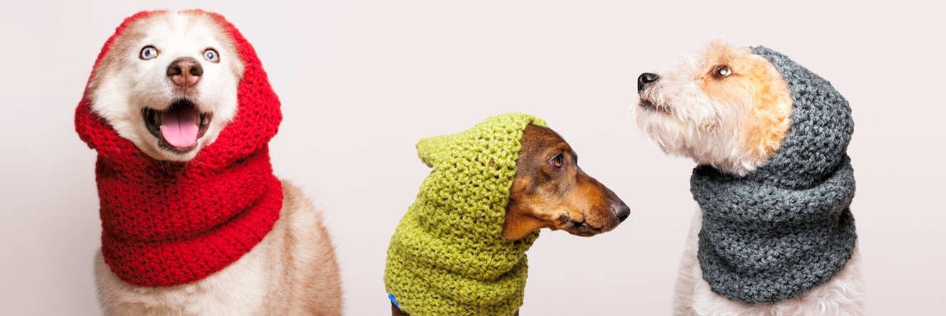 Trends Productos y Servicios Pet Friendly. Marcela Seggiaro