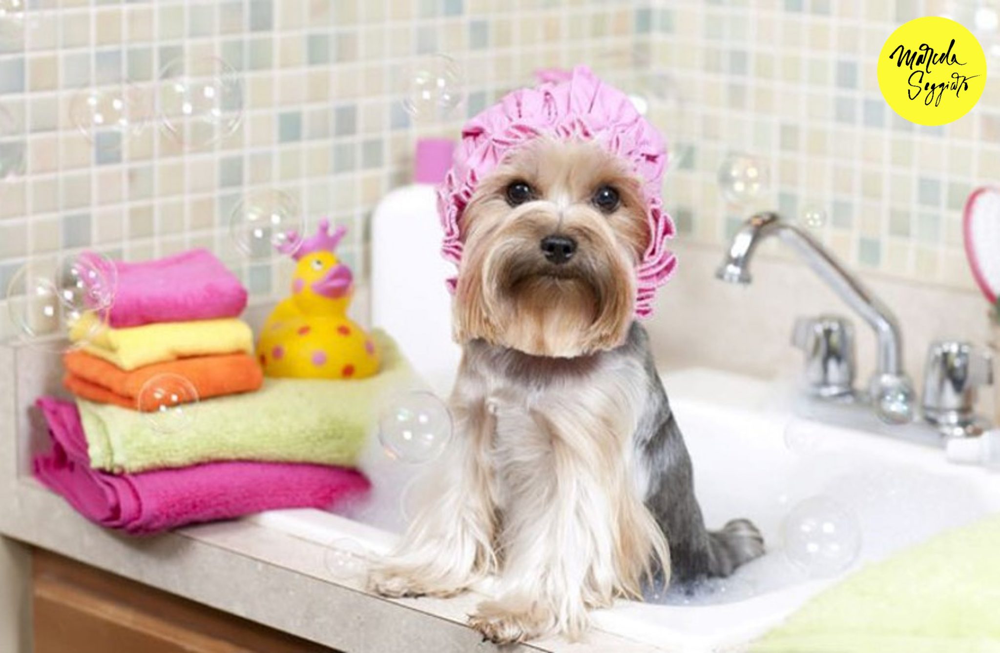 Сколько можно купать собаку. Йоркширский терьер купается. Йоркширский терьер in the Bath. Йорк в ванной. Собачка в ванной.