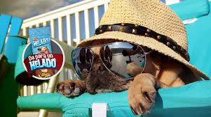 Trends Productos y Servicios Pet Friendly. Marcela Seggiaro